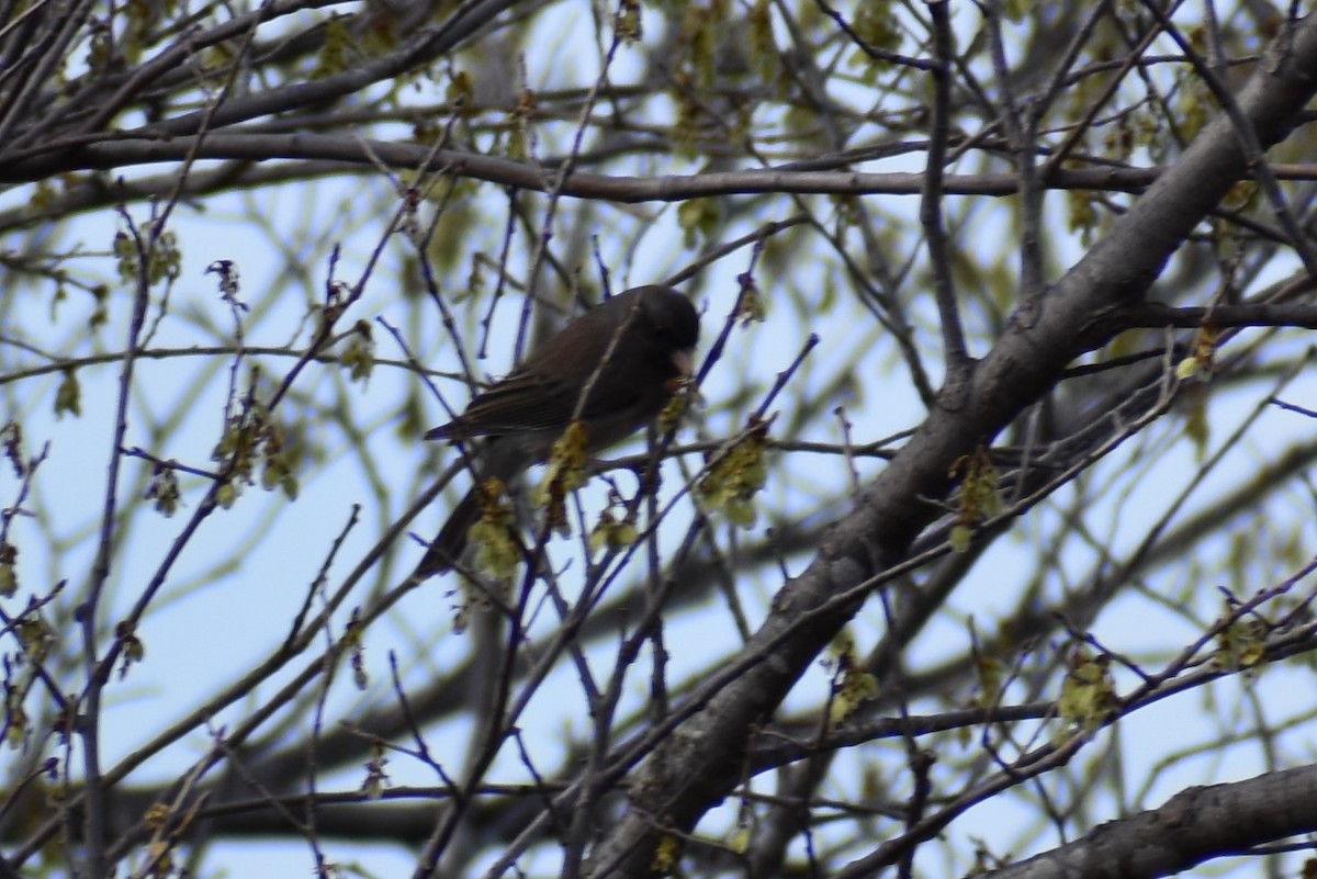 Dark-eyed Junco - ML544060641