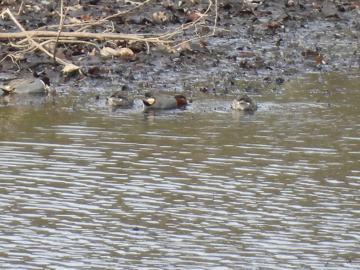 Ногоохон нугас - ML544060661