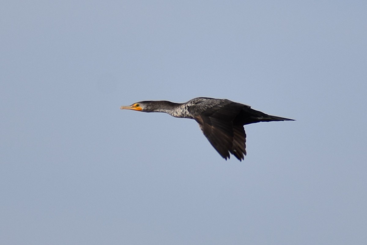 Cormoran à aigrettes - ML544060721