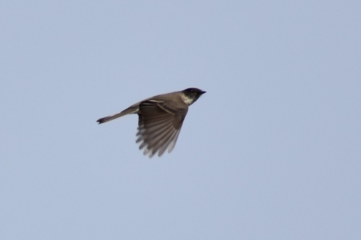 Eastern Phoebe - ML544060781