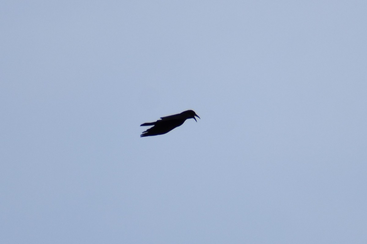 Fish Crow - ML544060841