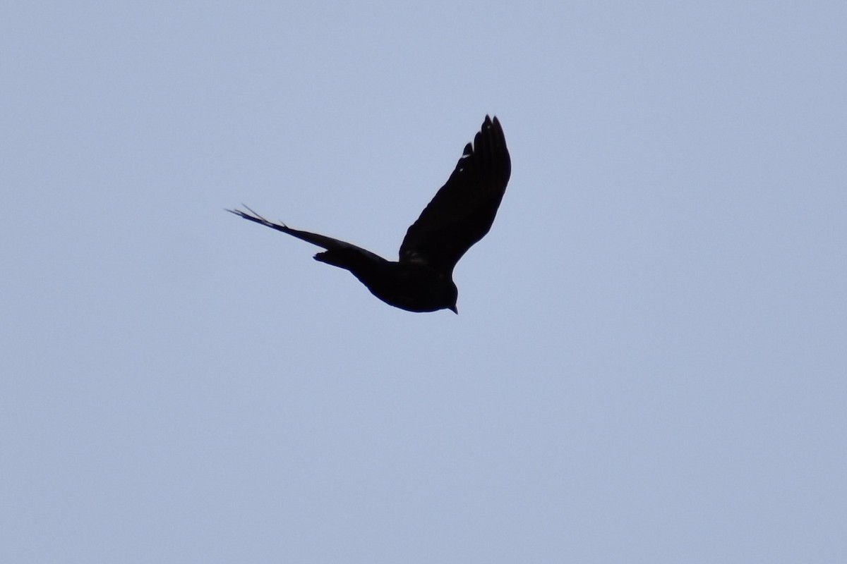 Fish Crow - ML544060851