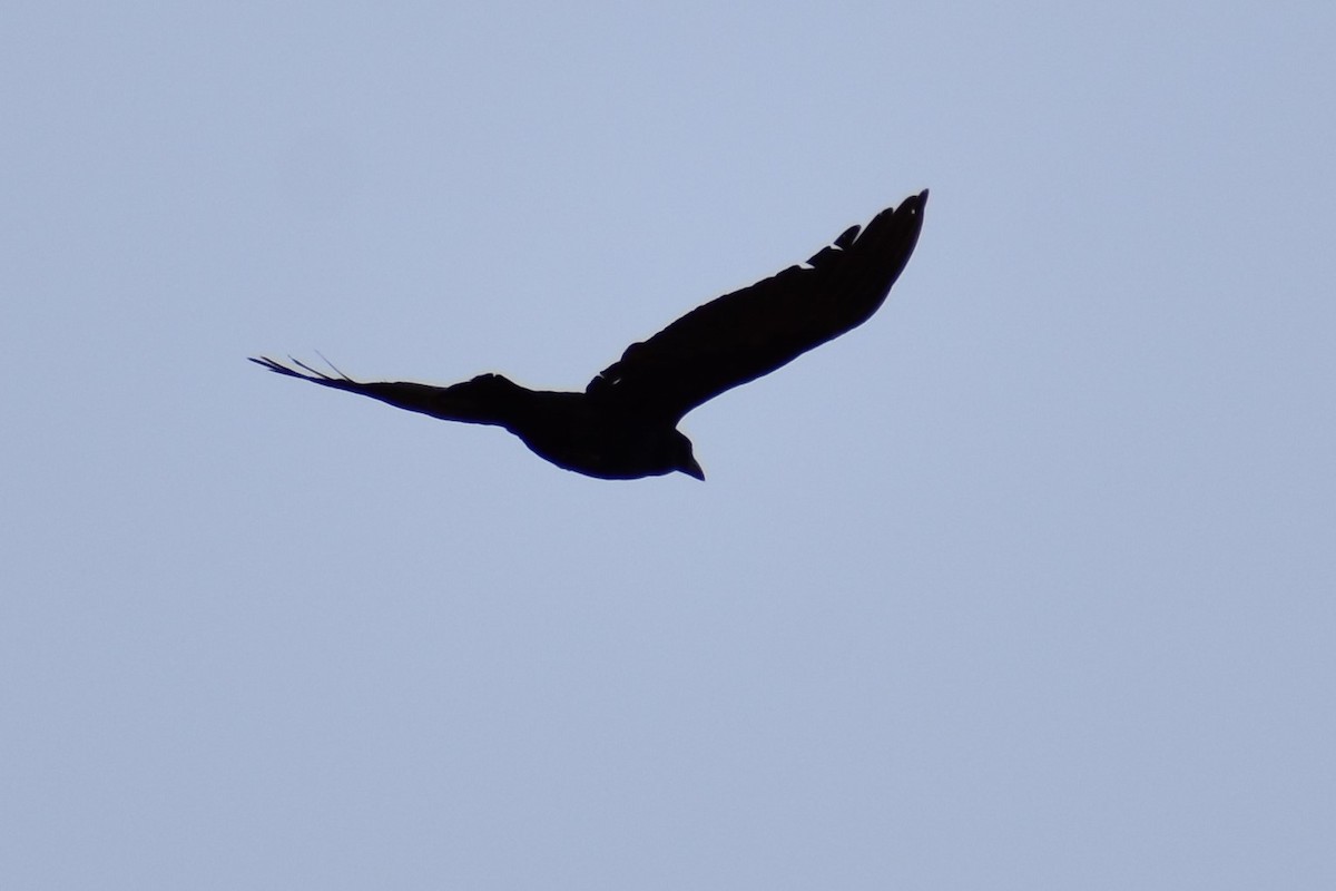 Fish Crow - ML544060861