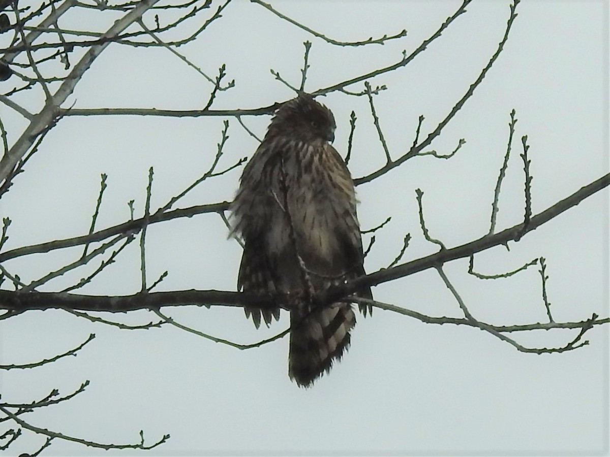 Cooper's Hawk - ML544061041