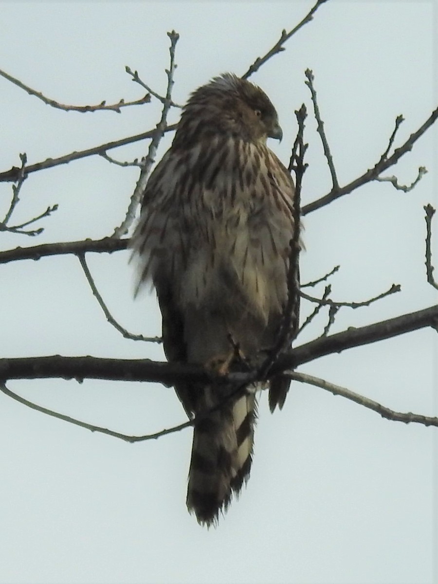 Cooper's Hawk - ML544061051