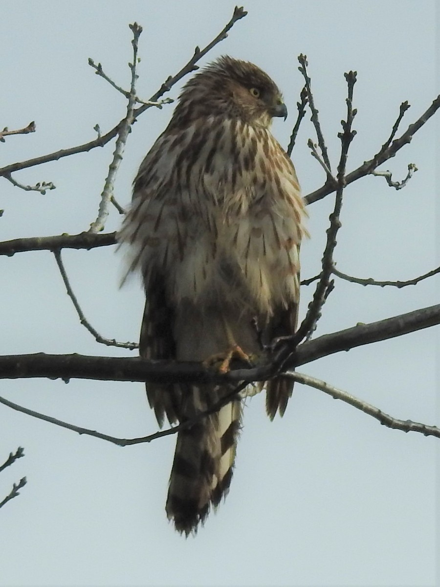 Cooper's Hawk - ML544061061