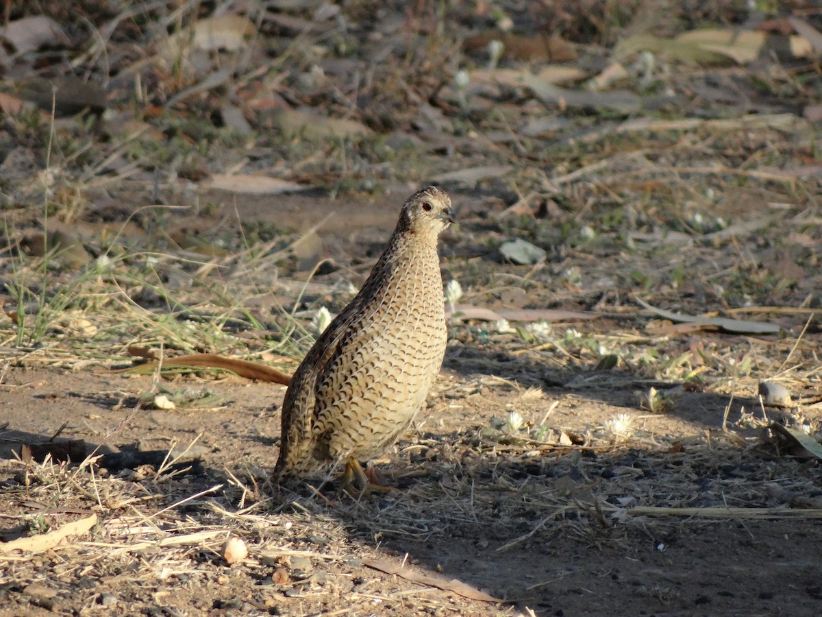 Brown Quail - ML544061191