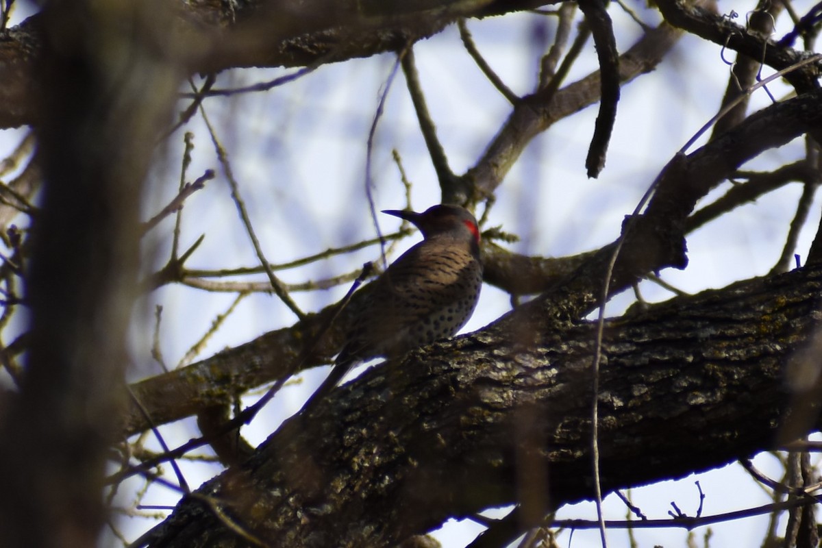 Northern Flicker - ML544061211