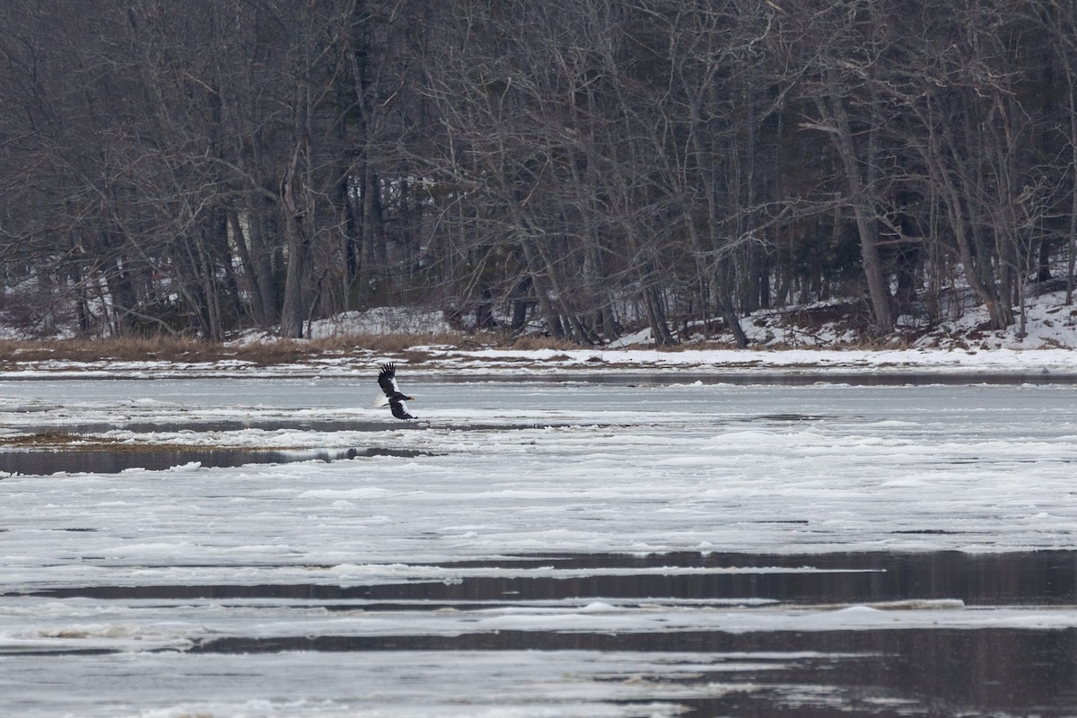 Steller's Sea-Eagle - ML544062601