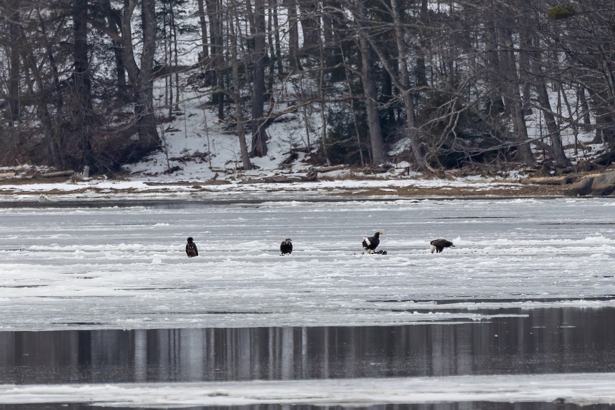 Steller's Sea-Eagle - ML544062621