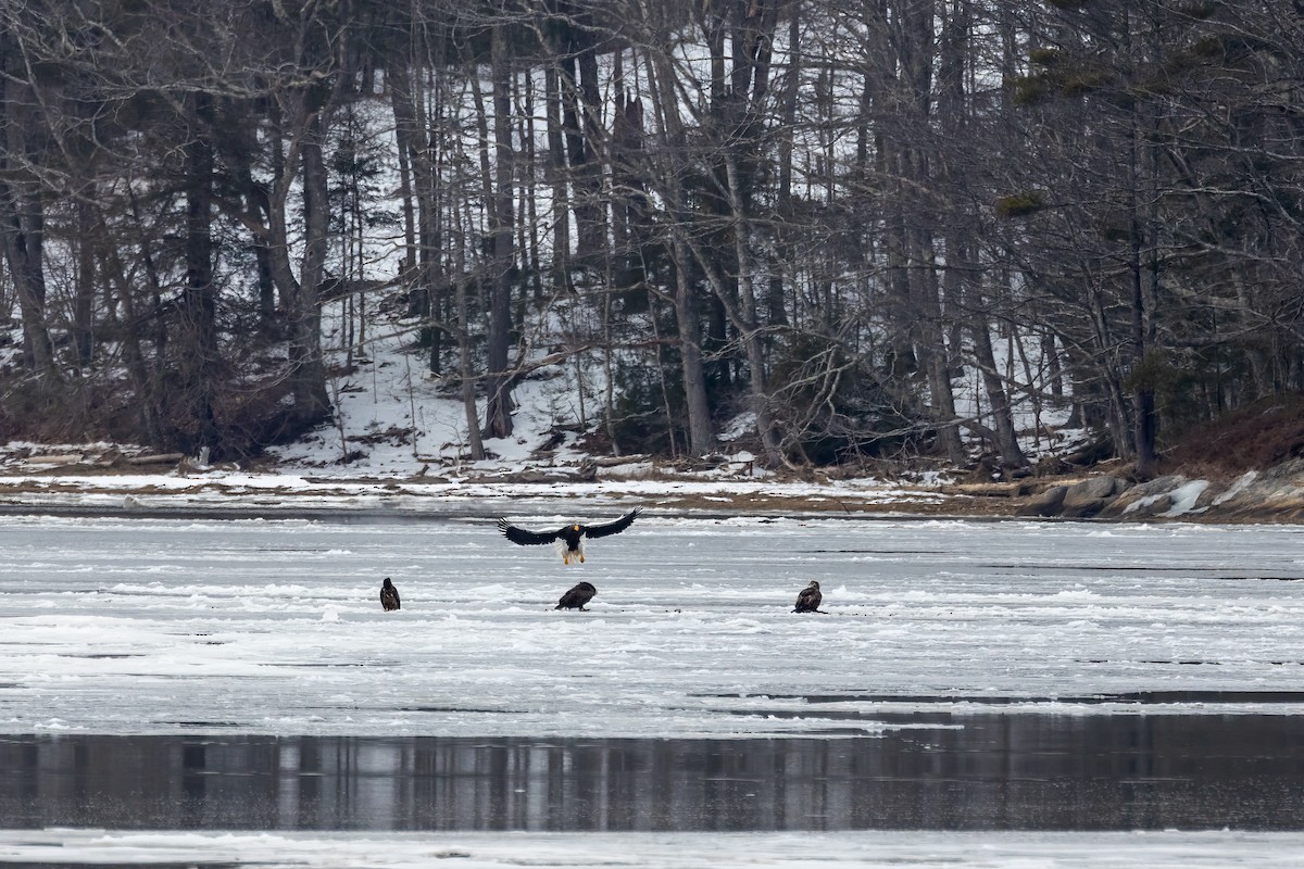 Steller's Sea-Eagle - ML544062631