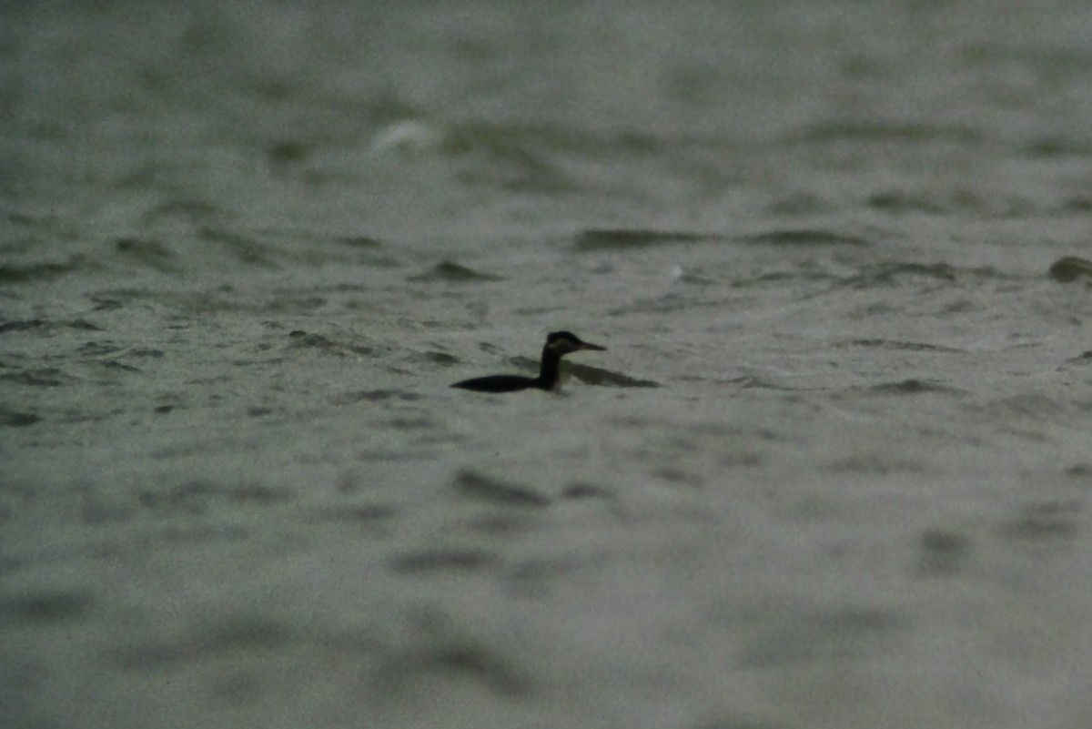 Red-necked Grebe - ML544063391