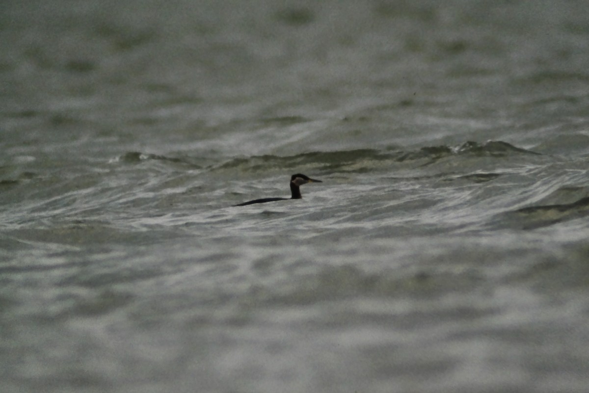 Red-necked Grebe - ML544063401