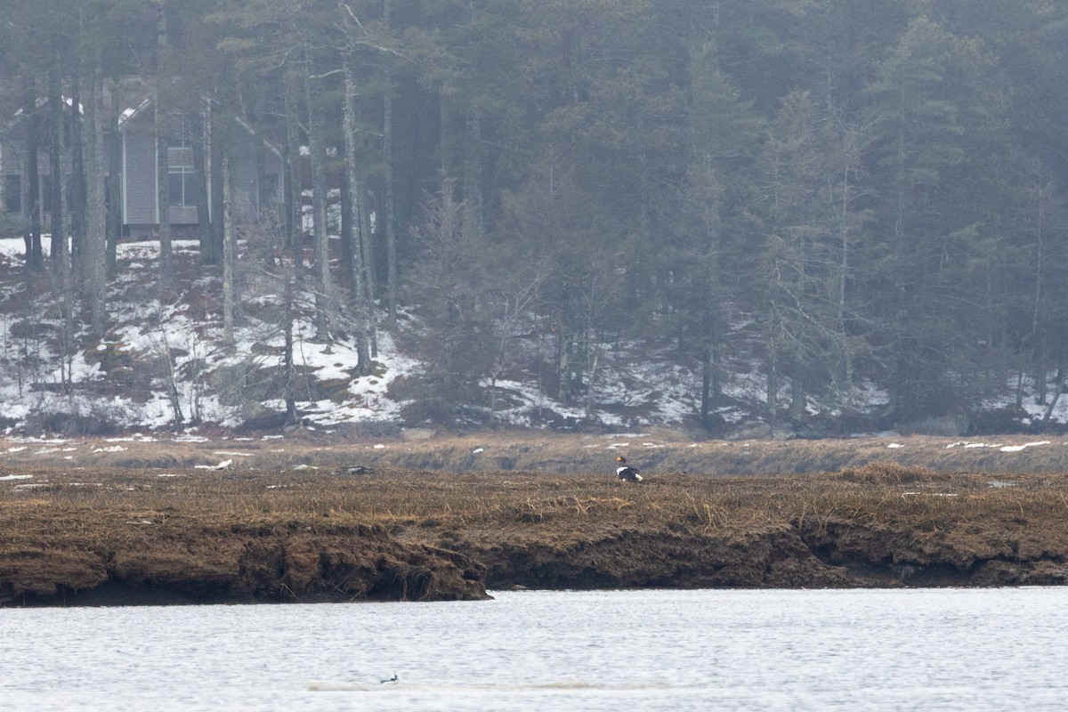 Steller's Sea-Eagle - ML544064161