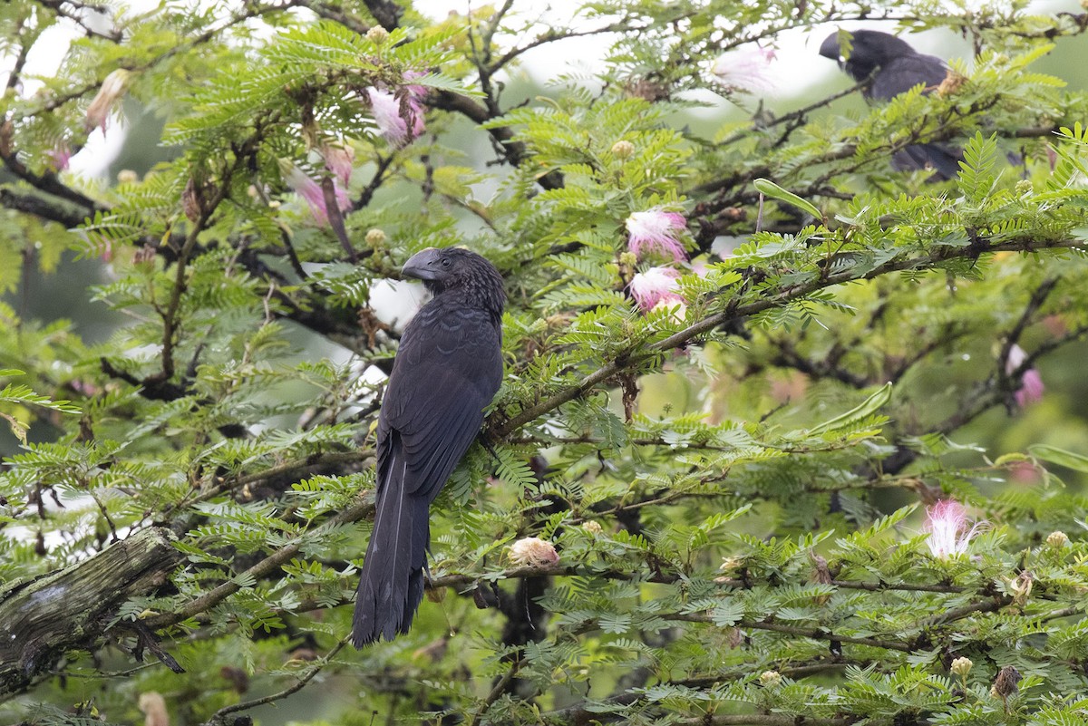 Smooth-billed Ani - ML544066091