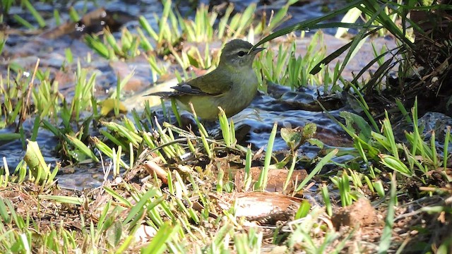 Tennessee Warbler - ML544066941