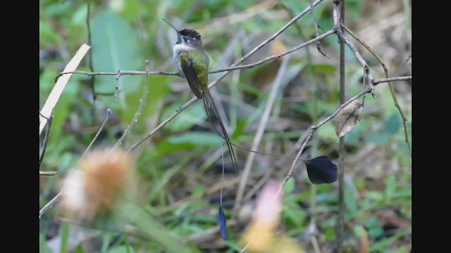 kolibřík podivuhodný - ML544067401