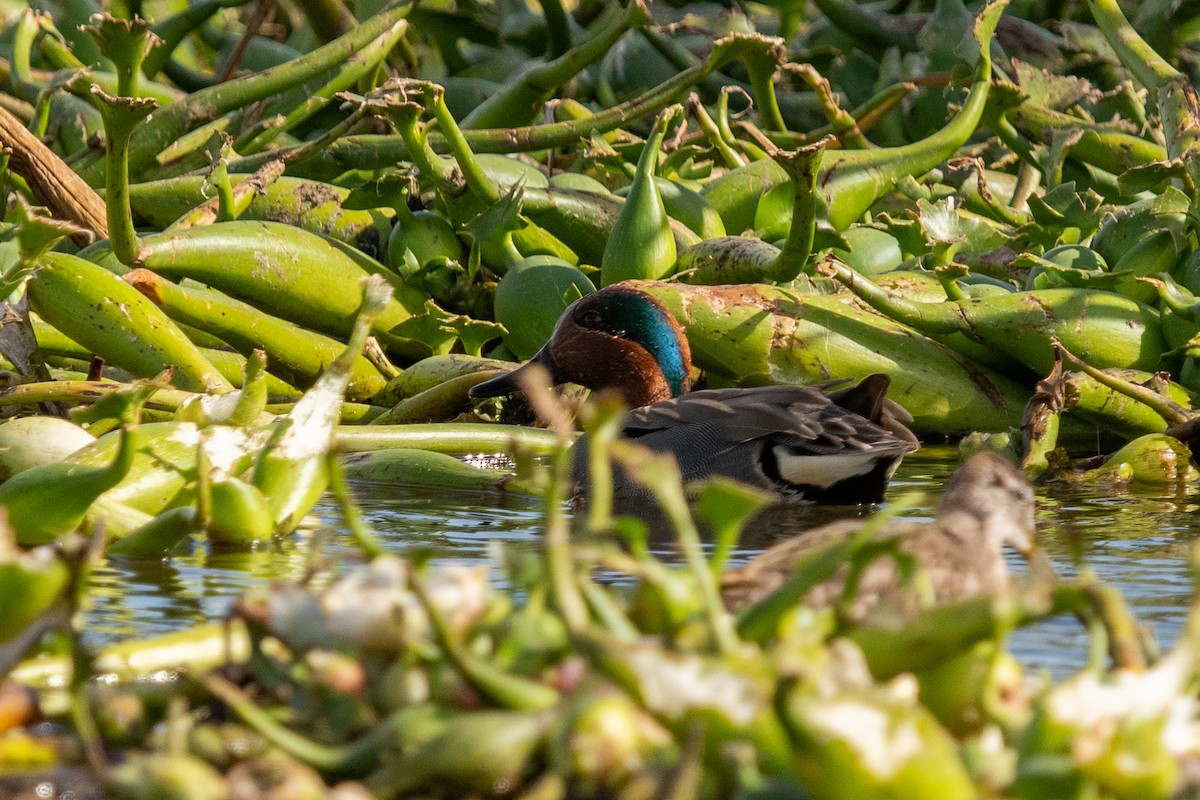 Green-winged Teal - Laura Ibarra