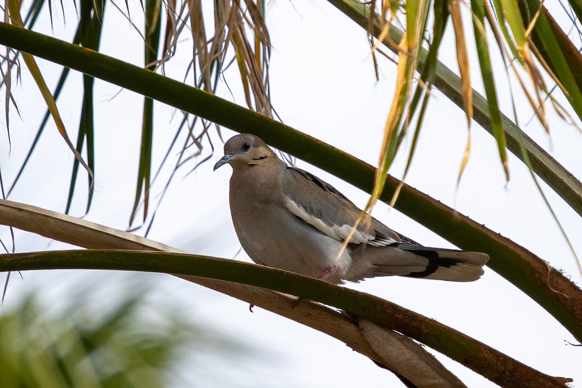 White-winged Dove - ML544067581