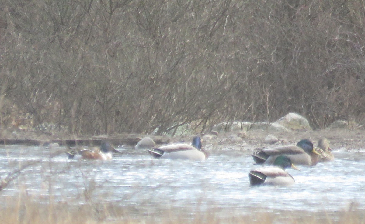 Canard souchet - ML544068121