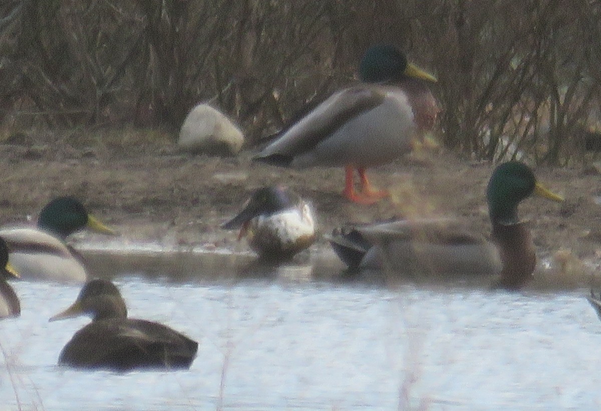Canard souchet - ML544068131