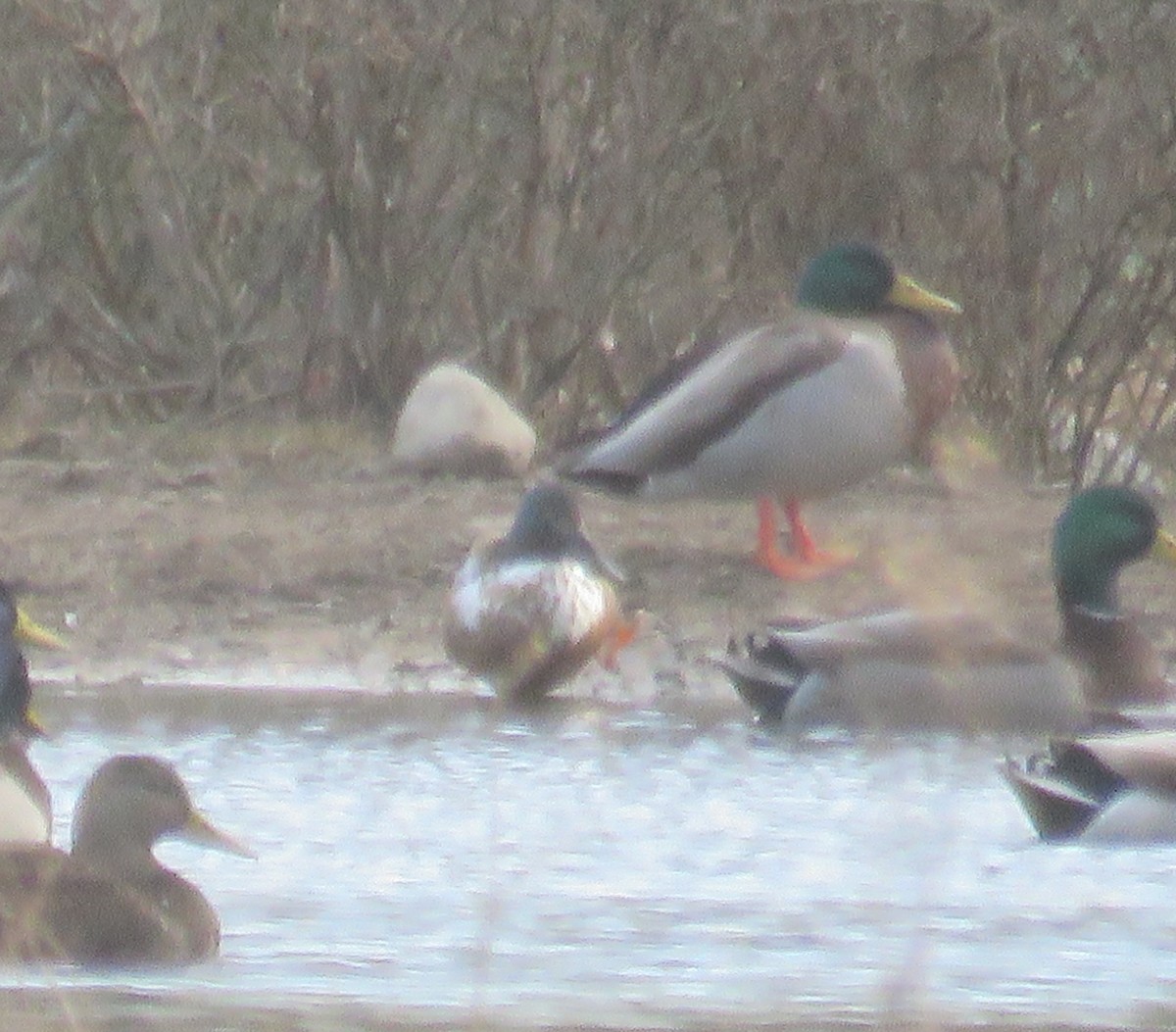 Canard souchet - ML544068351
