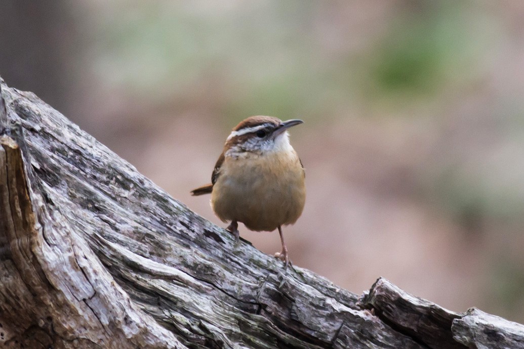 Carolina Wren - William Keim