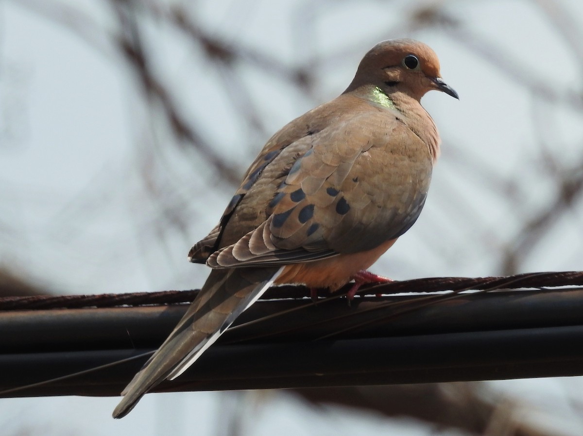 Mourning Dove - ML54406951