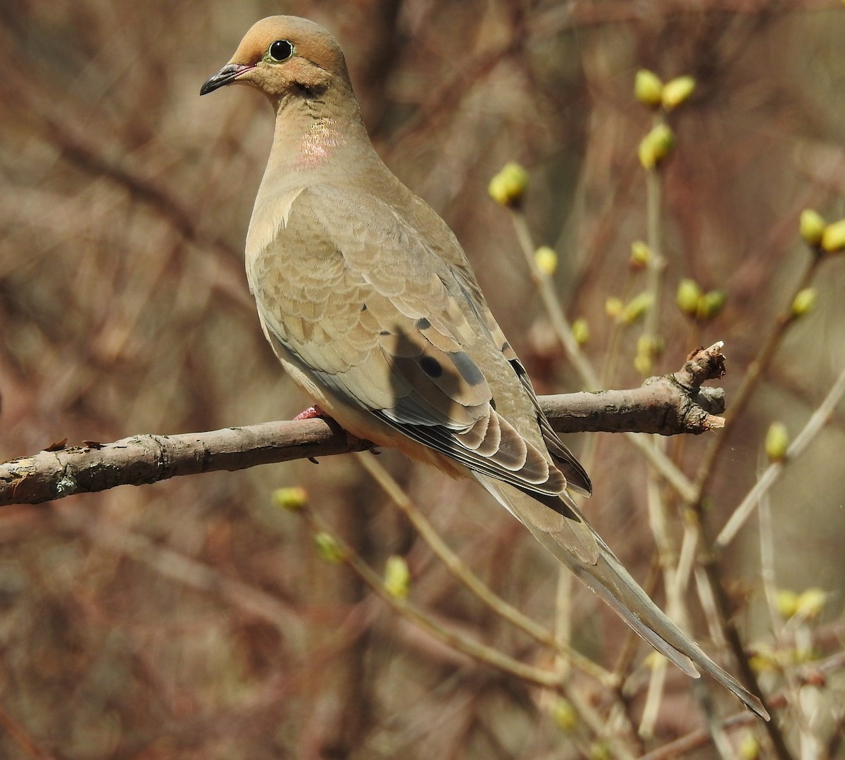 Mourning Dove - ML54406971