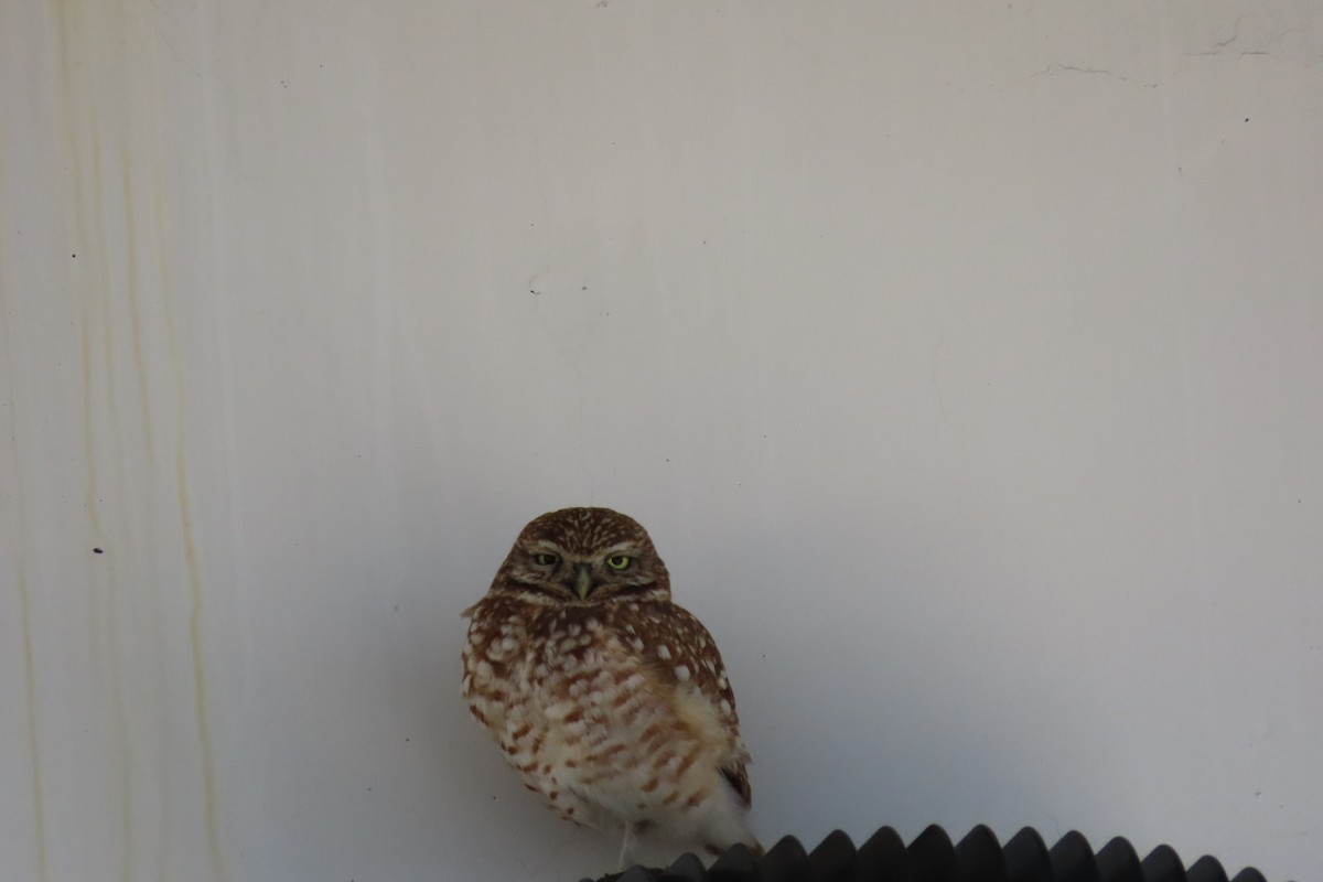 Burrowing Owl - Rita Phillips