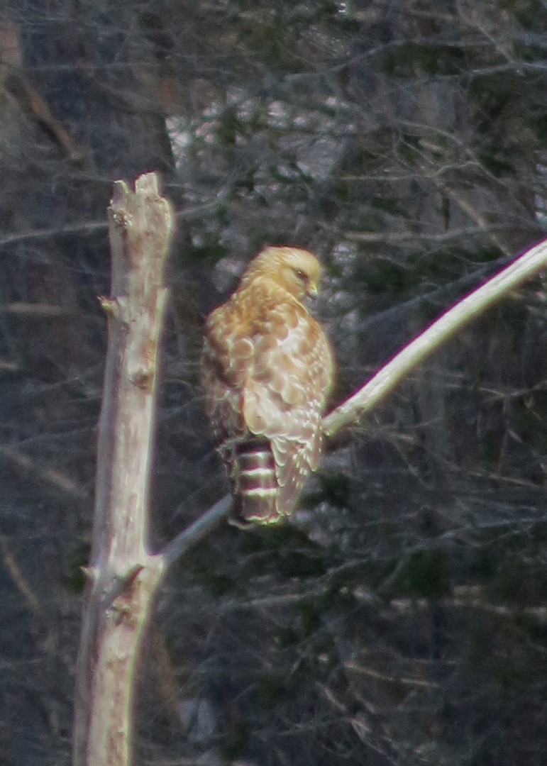 Red-shouldered Hawk - ML544070421