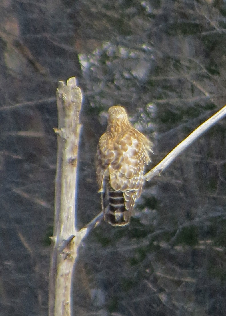 Red-shouldered Hawk - ML544070431