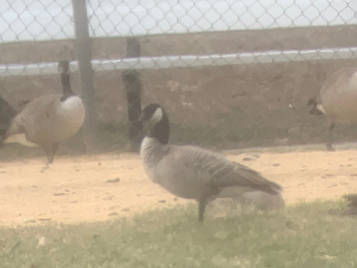 Cackling Goose - ML544070651