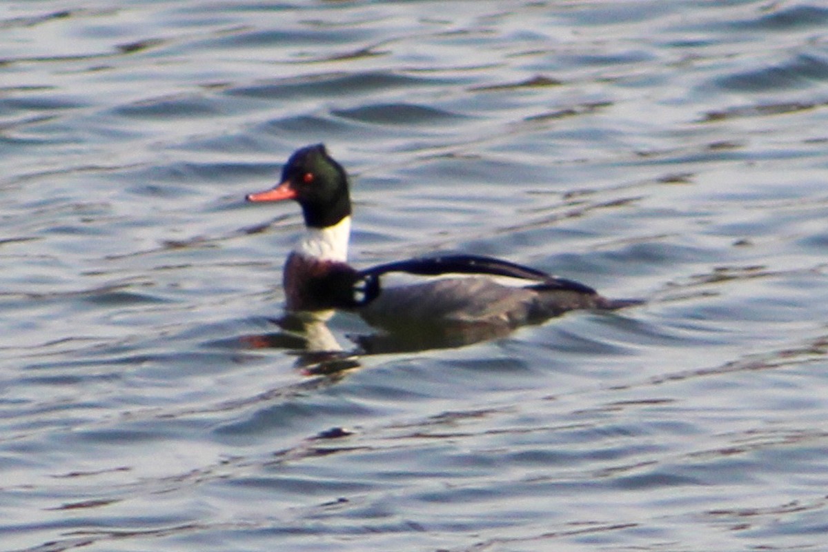 Red-breasted Merganser - ML544071961