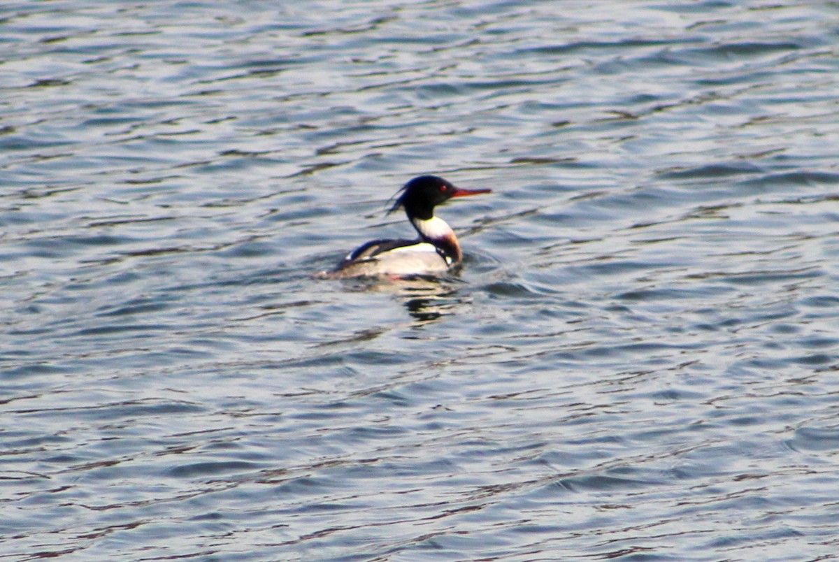 Red-breasted Merganser - ML544071971