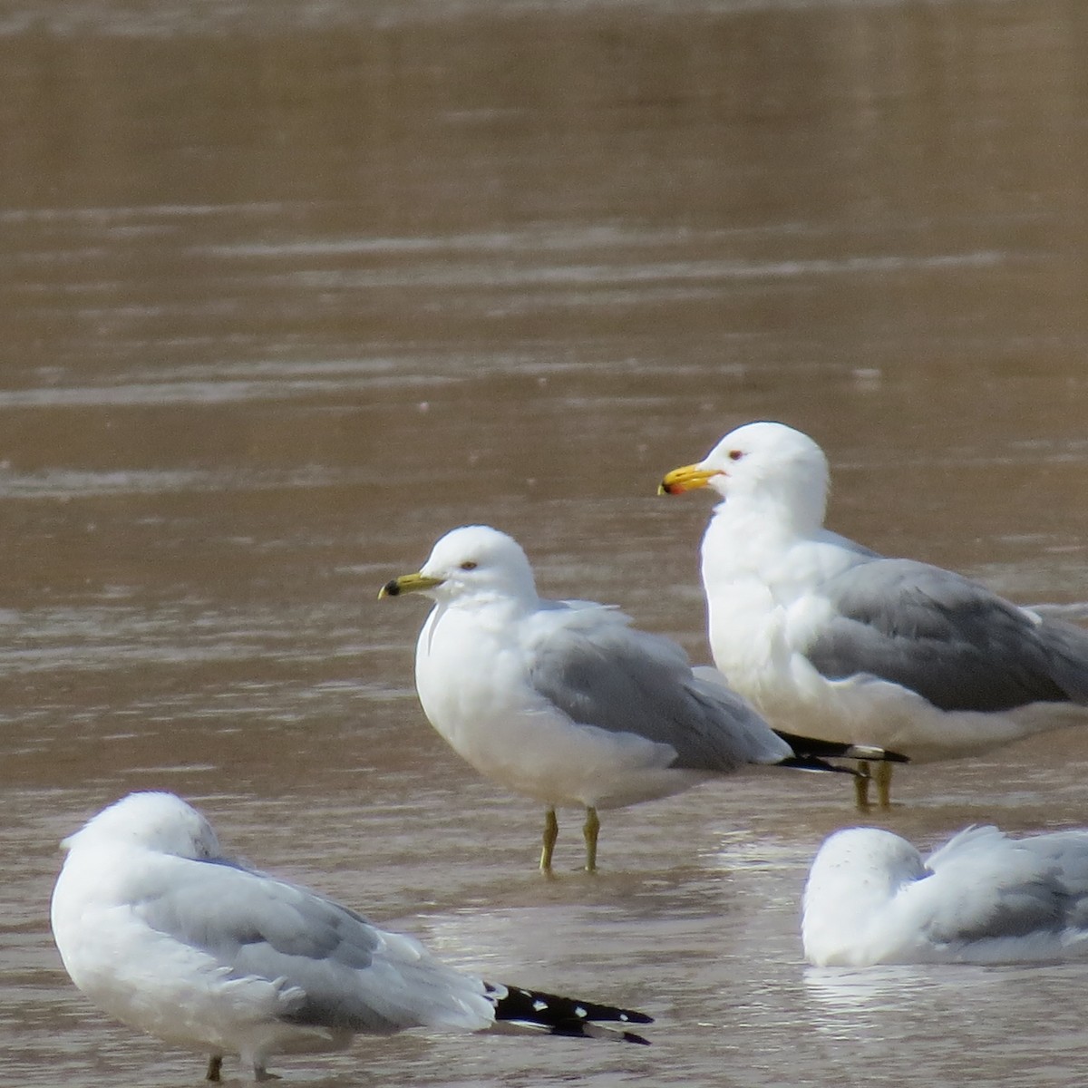 Gaviota Californiana - ML544072031