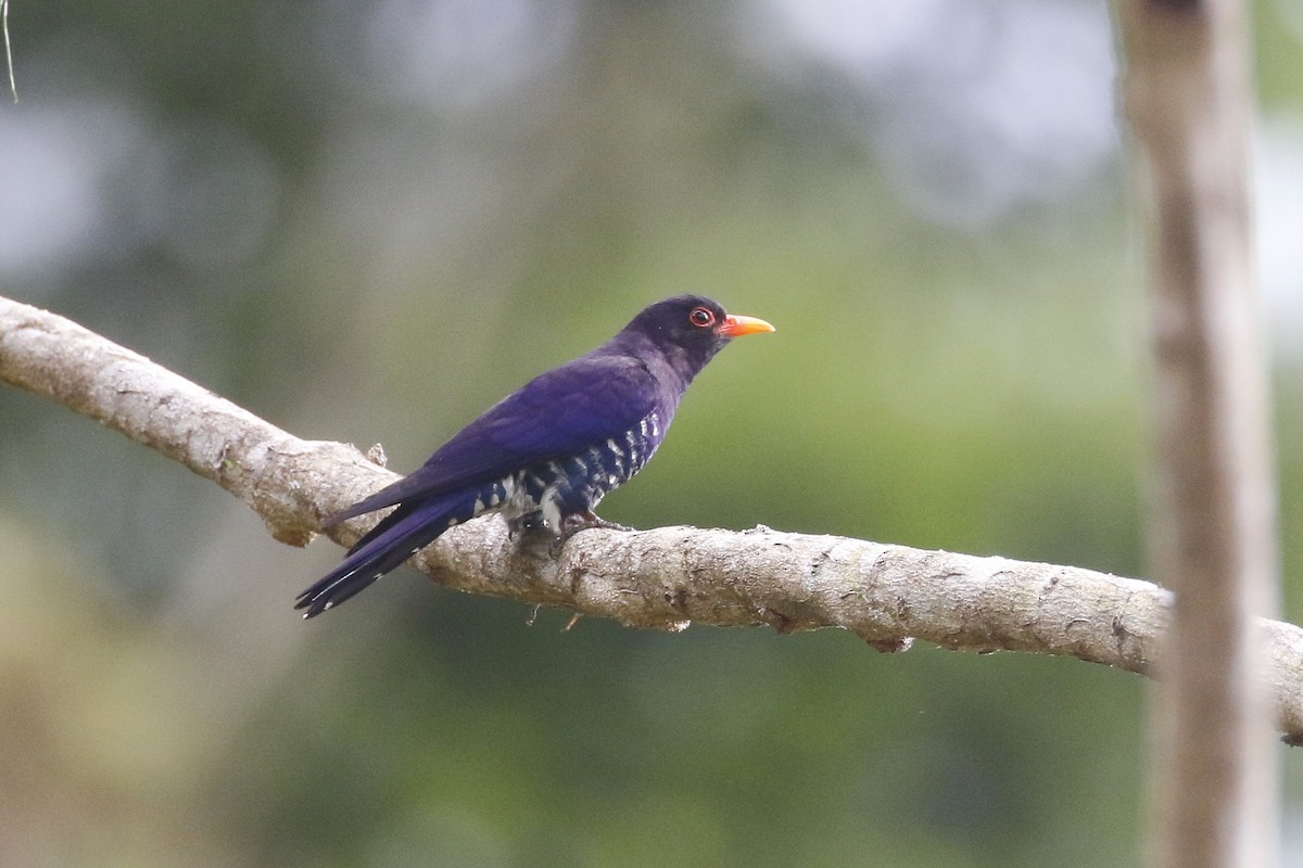 Violet Cuckoo - Lyle Hamilton