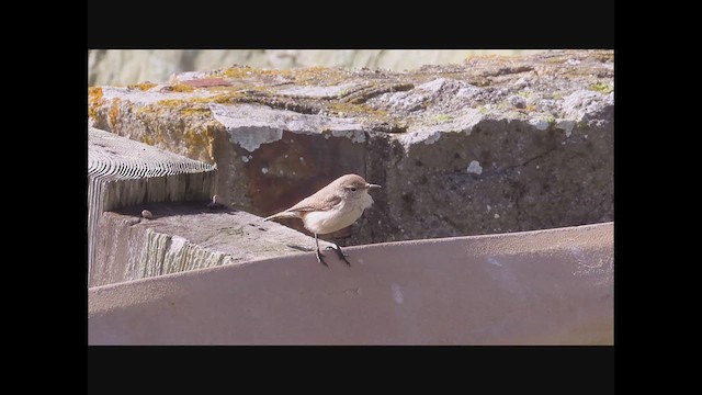 Rock Wren - ML544074861