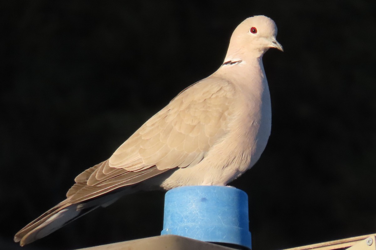 Eurasian Collared-Dove - ML544075591
