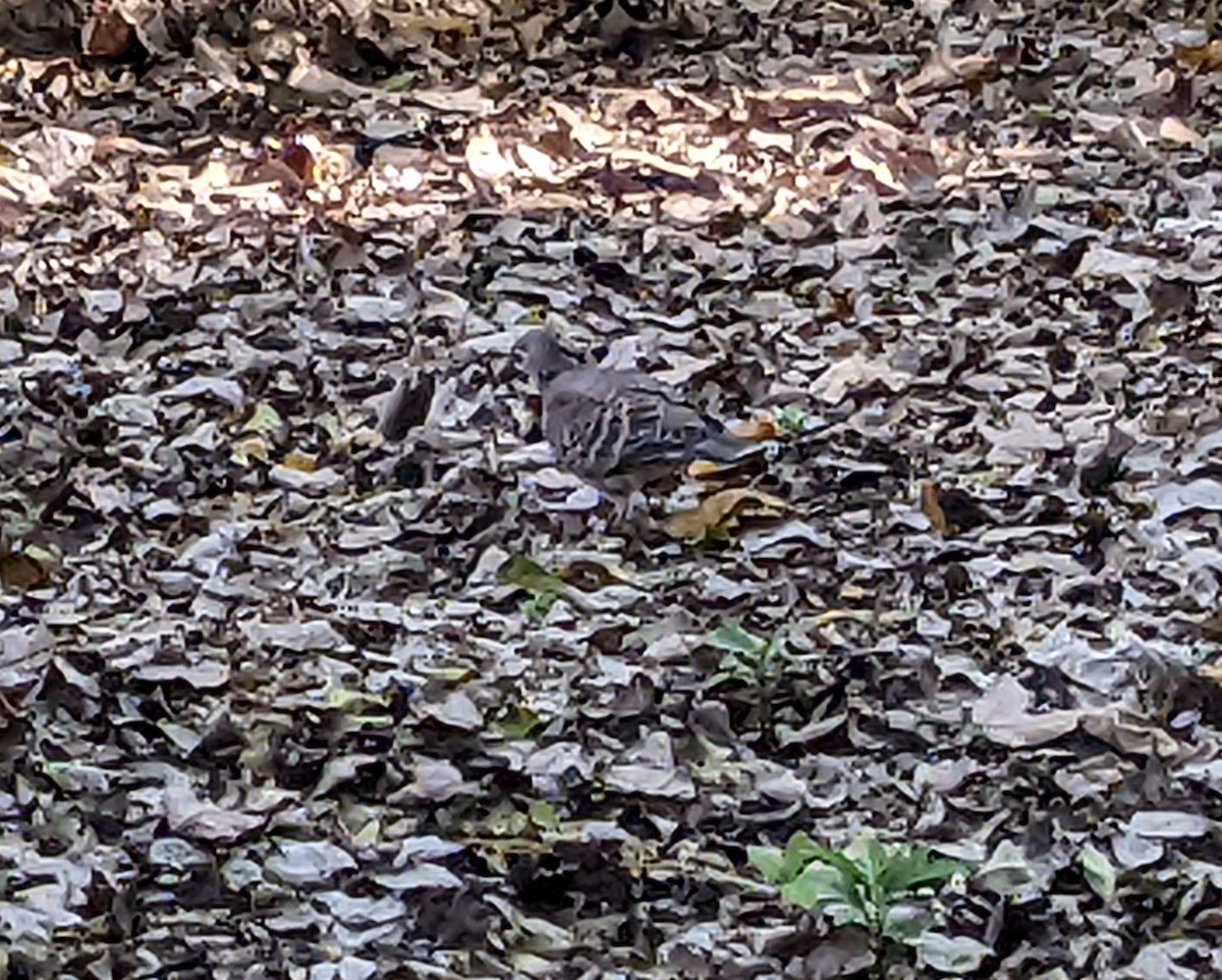 Tortora orientale - ML544077041