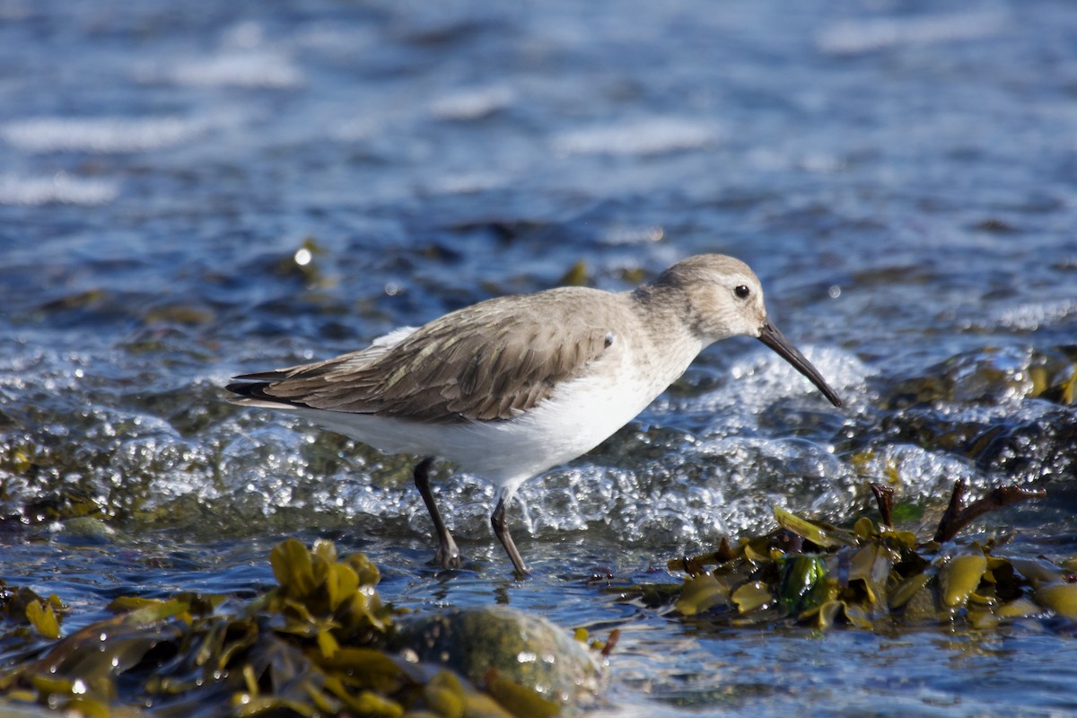 Dunlin - ML544077141