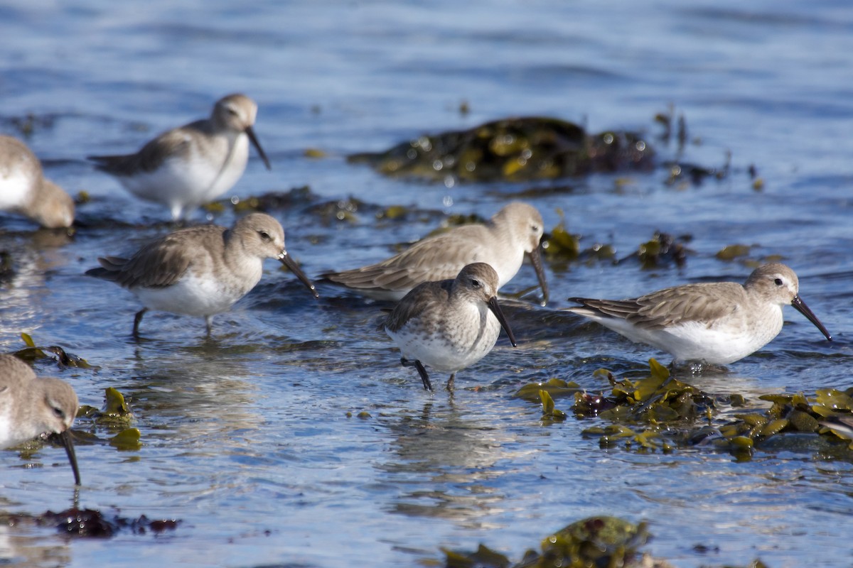 Dunlin - ML544077161