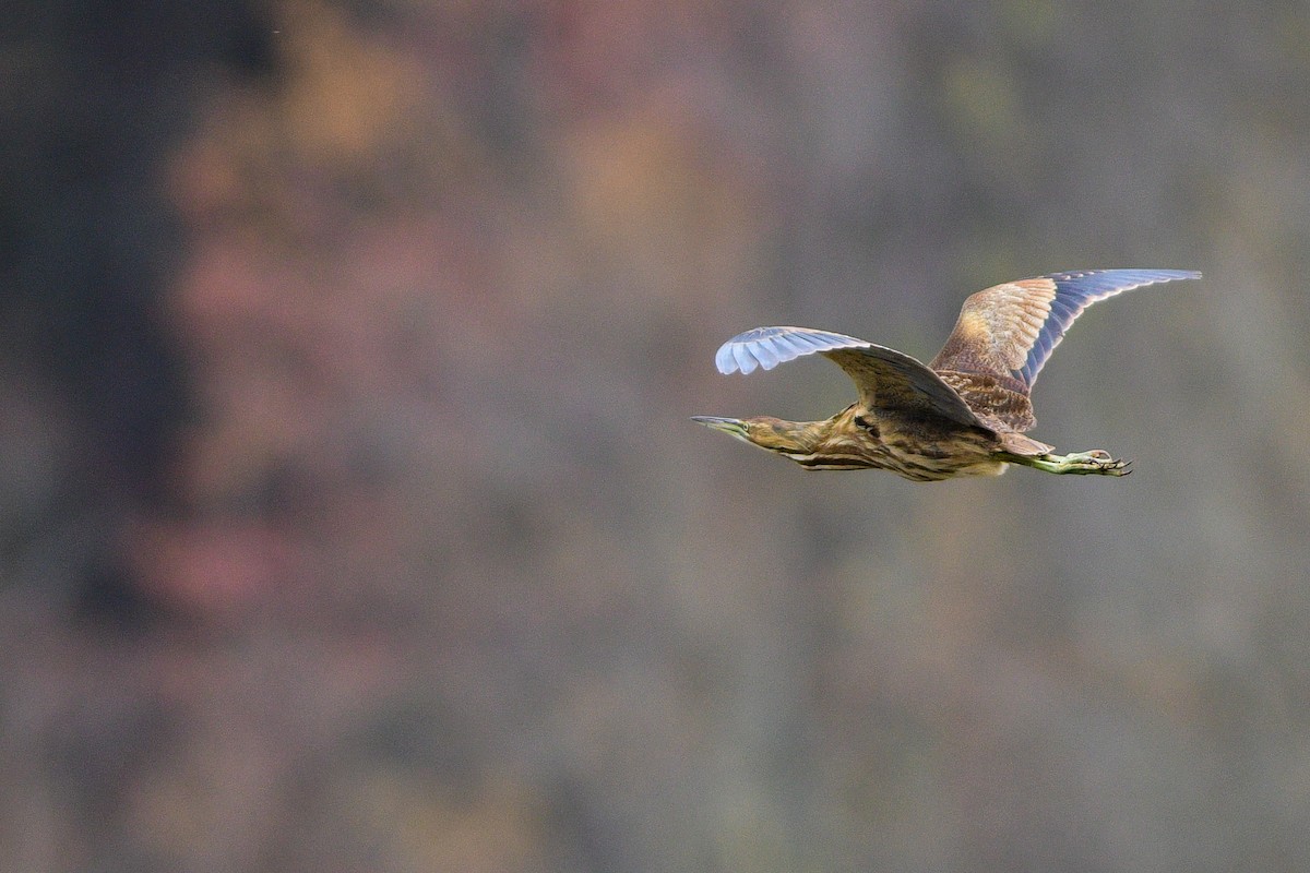 American Bittern - ML544077181