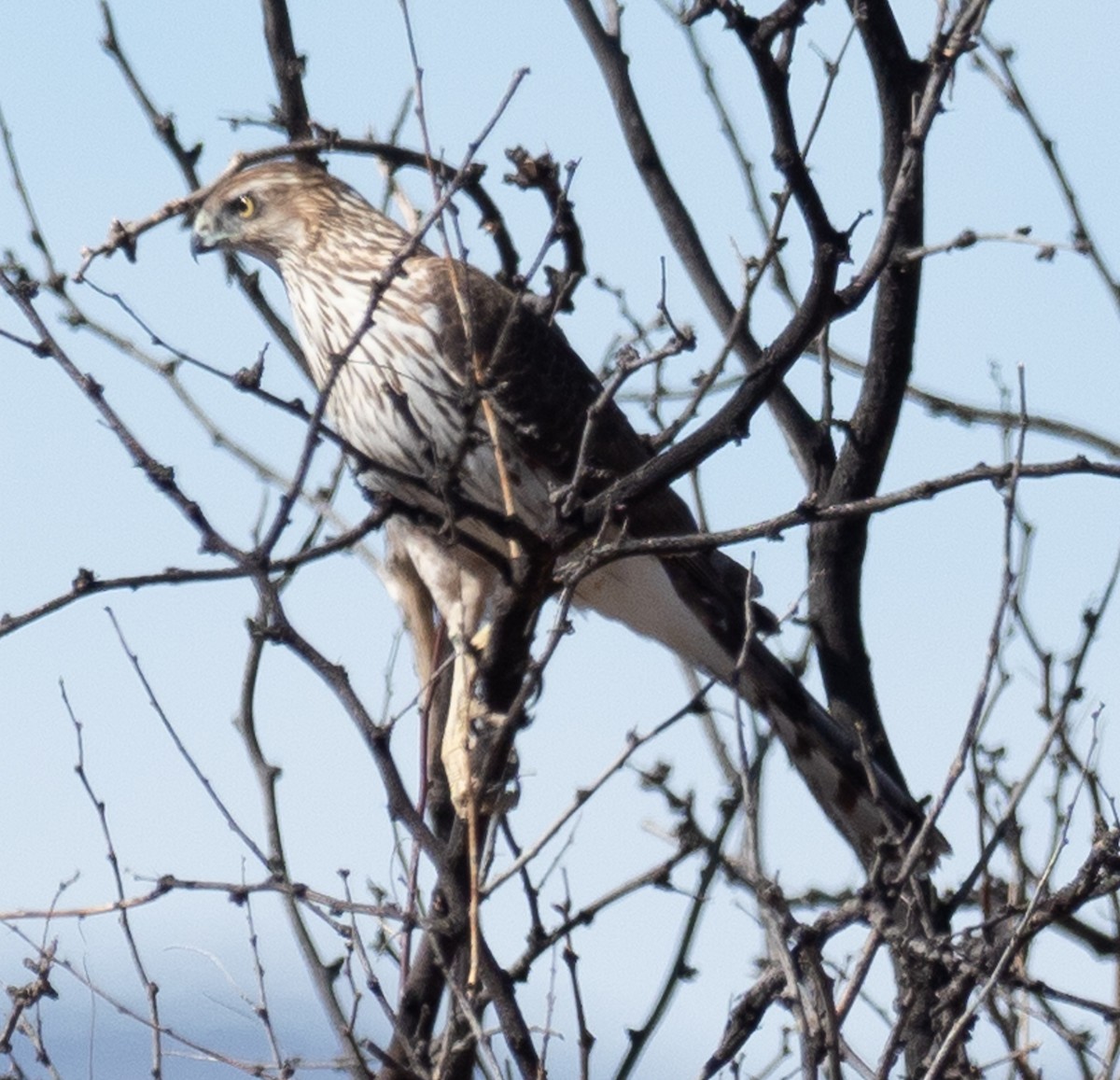 Cooper's Hawk - Lynn Chapman