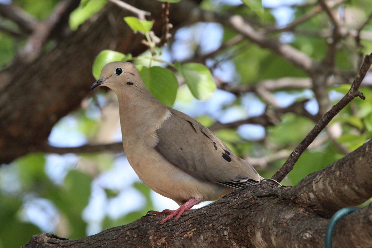 Mourning Dove - ML544078401