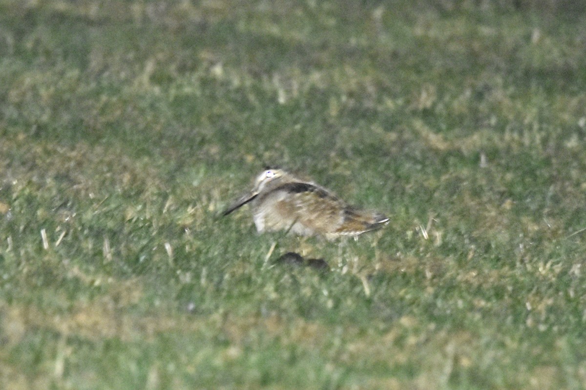 Eurasian Woodcock - ML544078941