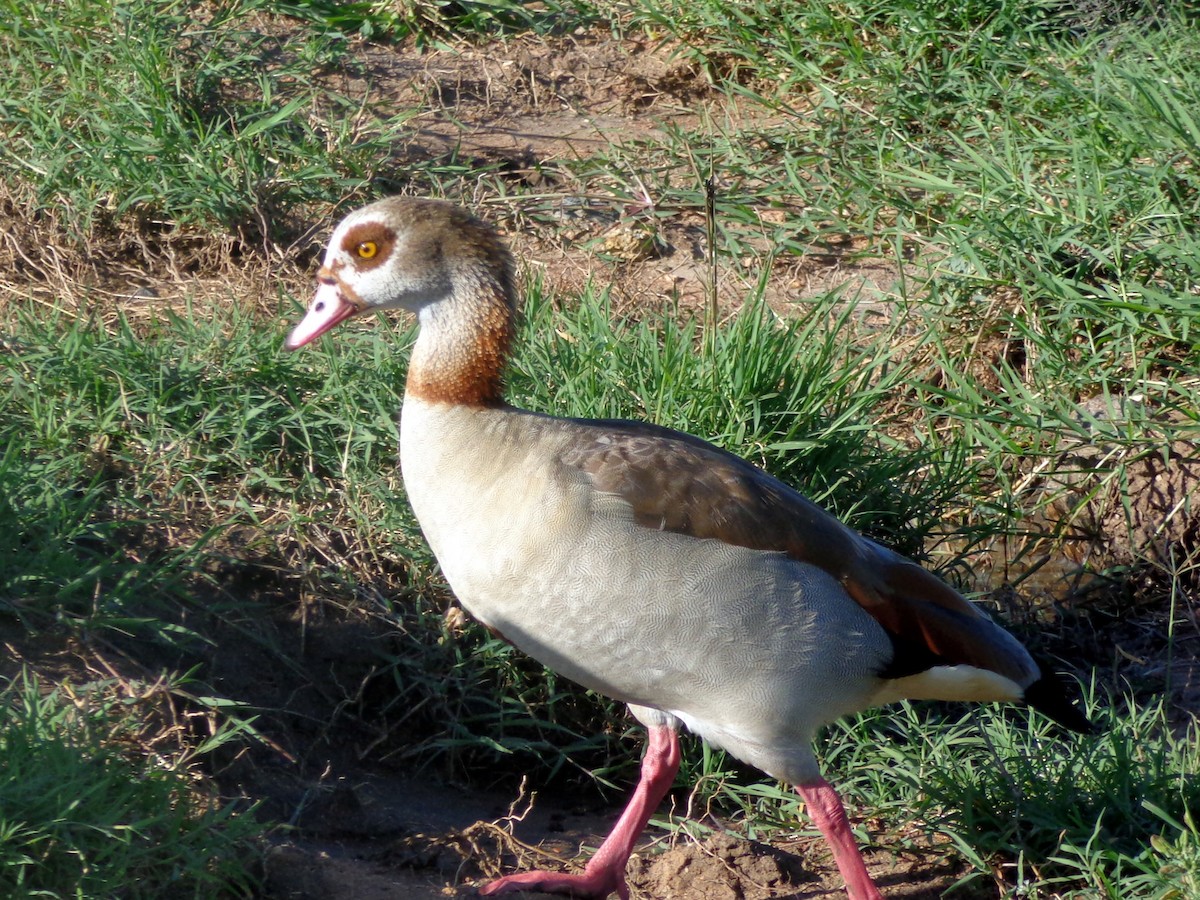 Egyptian Goose - ML544080571