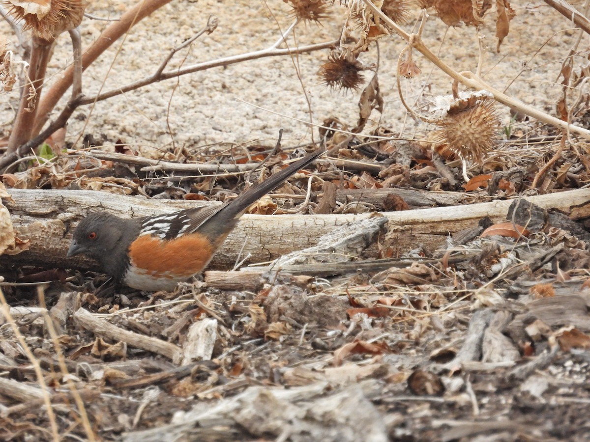Spotted Towhee - ML544082331