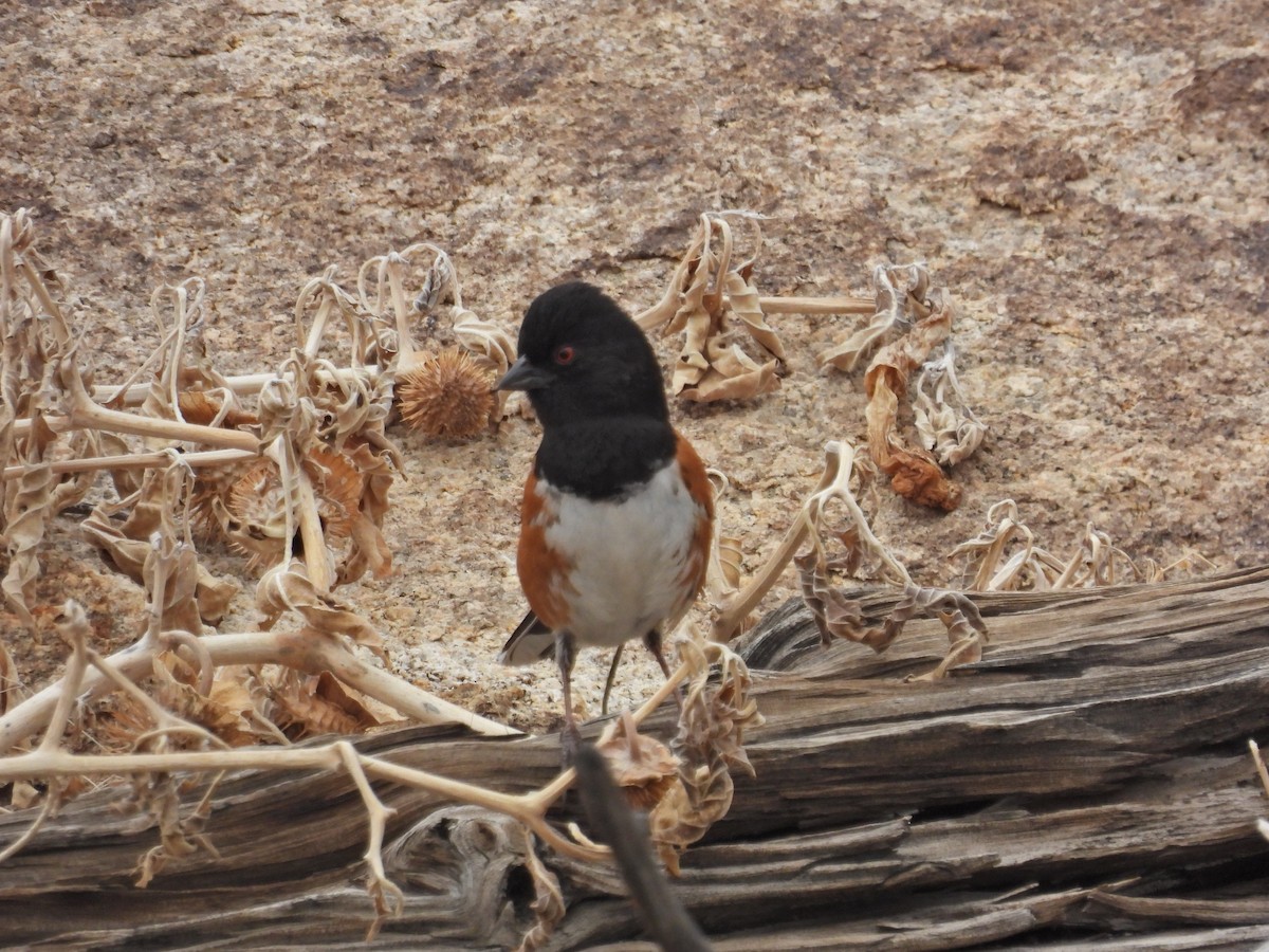 Spotted Towhee - ML544082341