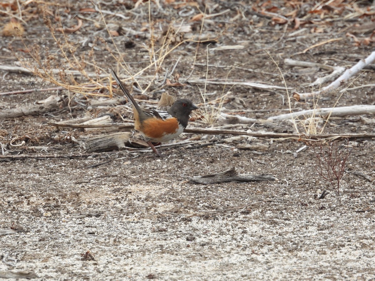 Spotted Towhee - ML544082351